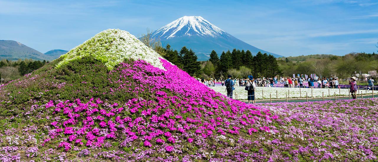 فستیوال Fuji Shibazakura