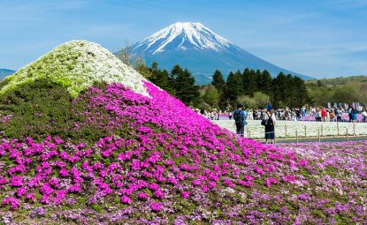 فستیوال Fuji Shibazakura