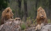 Lion Sands Sabi Sand 2 Lion Sands Sabi Sand