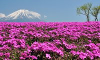 Shibazakura Flower Festival Shibazakura Flower Festival 2