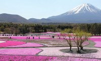 Shibazakura Flower Festival Shibazakura Flower Festival 3