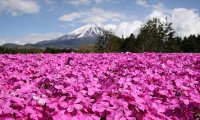 Shibazakura Flower Festival Shibazakura Flower Festival 4