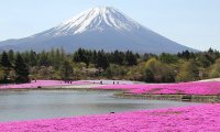 Shibazakura Flower Festival Shibazakura Flower Festival 5