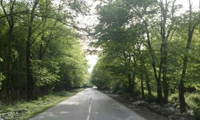 جنگل روستای اهلم