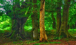 پارک جنگلی انزلی