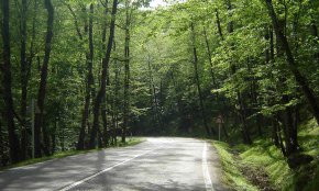 جنگل دالخانی