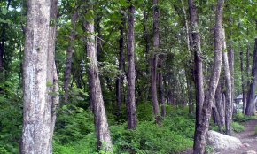 پارک جنگلی فین چالوس