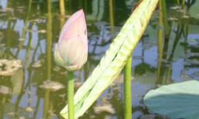 تالاب حمیدآباد