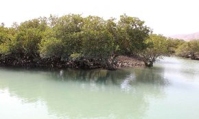 جنگلهای حرا