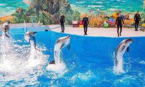 پارک دلفین های کیش