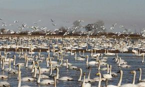 تالاب سرخرود