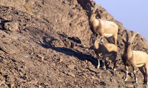 پارک ملی تنگ صیاد